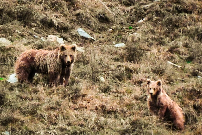 Brown Bear Expedition in Lahaul - Explore remote valleys tracking Himalayan Brown Bears