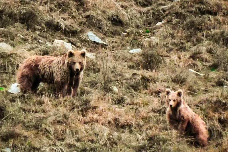 Brown Bear Expedition in Lahaul - Explore remote valleys tracking Himalayan Brown Bears