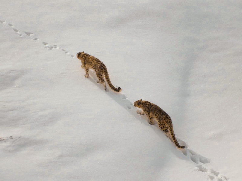 Snow Leopard Expedition in Spiti Valley - Track the elusive grey ghost in high-altitude desert