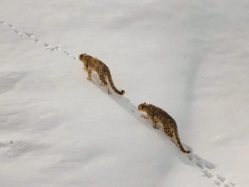 Snow Leopard Expedition in Spiti Valley - Track the elusive grey ghost in high-altitude desert